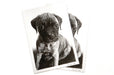 Archival giclee fine art photo print featuring a black and white puppy portrait printed on cotton paper