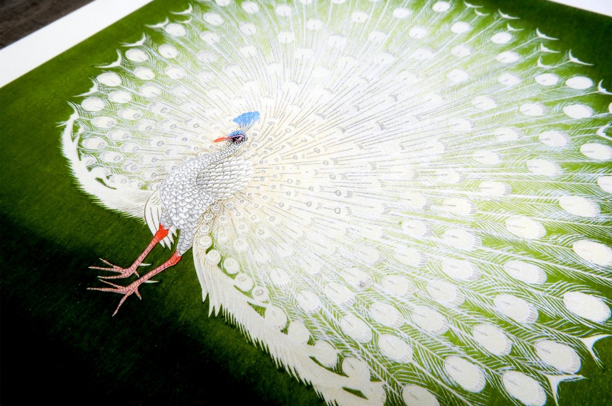 Close-up detail of a white peacock's fanned tail feathers on an archival giclée fine art print