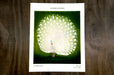 Archival giclée fine art print of a white peacock woodblock print illustration by Ohara Koson on cotton paper